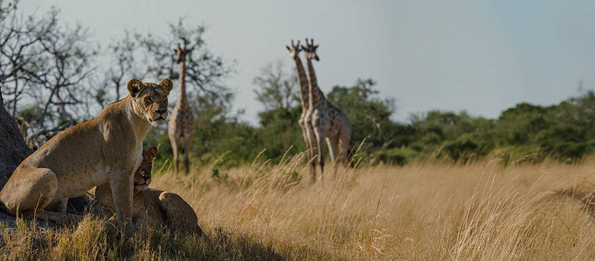 A lioness and her cubs rest in the grass while giraffes wander in the background.