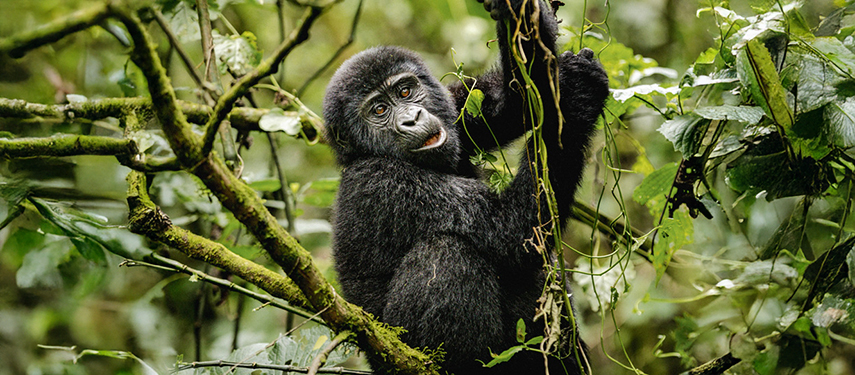 A young mountain gorilla holds a vine in the Bwindi Impenetrable Forest.