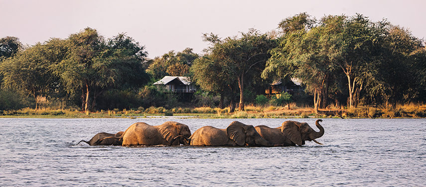 A line of elephants crosses the Zambezi River with Dulini Anabezi camp visible in the background.