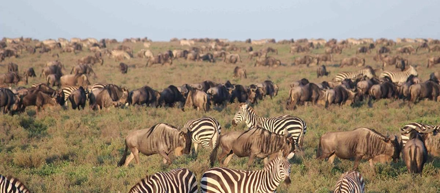 Large mixed herds of zebras and wildebeest roaming the grassy plains of the Serengeti in Tanzania during the Great Migration.