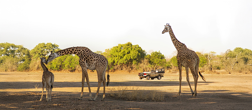 Giraffe & game vehicle, Puku Ridge, Zambia