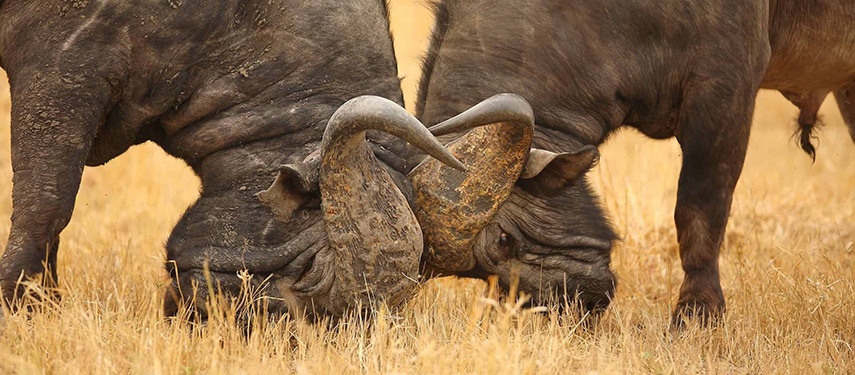 Buffaloes Locking Horns Grassland Competition Jpg South Africa Kruger National Park