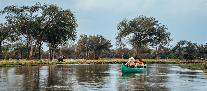 Two guests paddle quietly down the Zambezi River in a green canoe while a buffalo grazes on the riverbank.