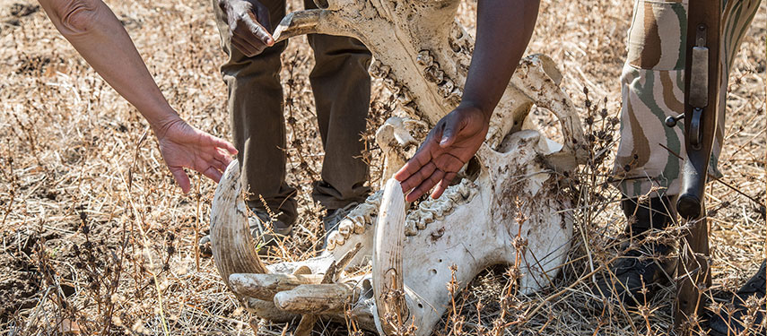 Hippo skull found on a walking safari in Zambia
