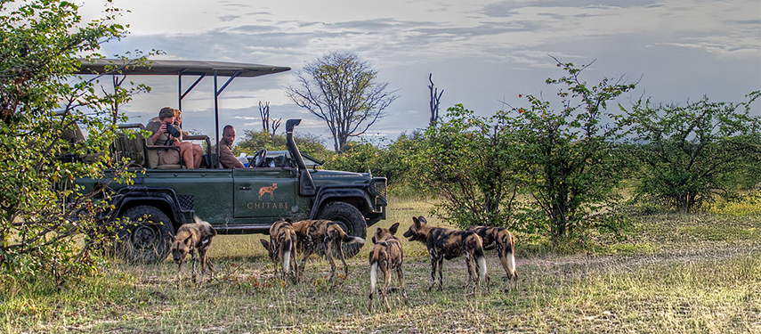 Game drive in Botswana watching a pack of African wild dogs