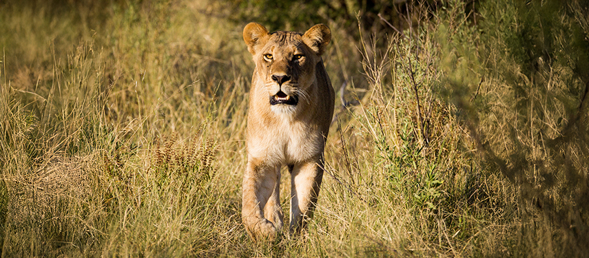 Lioness walking through grass in Botswana