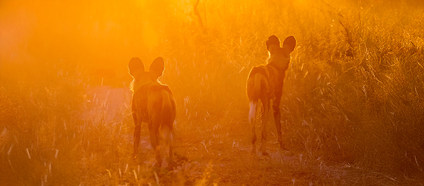 African wild dogs in the golden light of a Botswana sunset