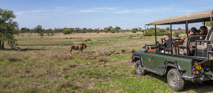 Game drive viewing a lion in Botswana