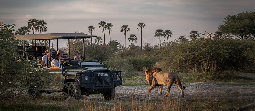 Game drive viewing a lion in Botswana