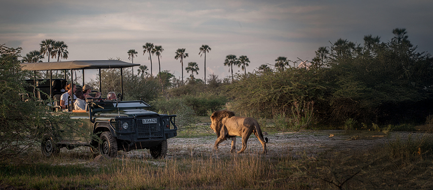 Guests on a game drive in the Okavango Delta watching a male lion walk past the vehicle