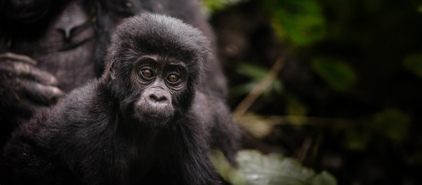 Baby Gorilla in Bwindi Impenetrable Forest