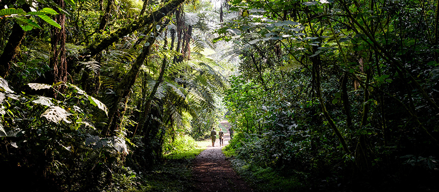 Guests and guide gorilla trekking in Bwindi Impenetrable Forest, Uganda
