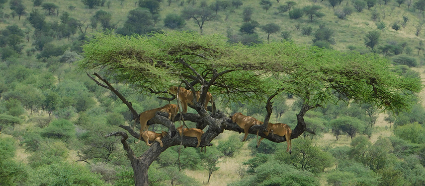 A group os lion surveys the Serengeti while keeping cool a tree