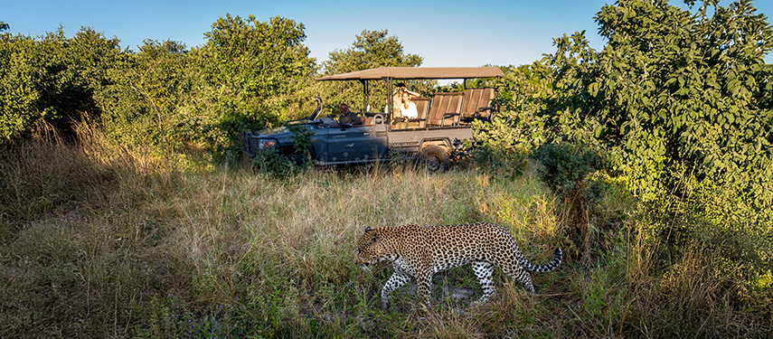 Guests view a Leopard on a game drive in Linyanti Reserve, Botswana