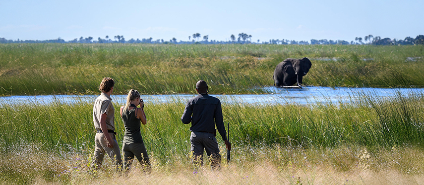 Guests view a elephant on a walking safari in Linyanti Reserve, Botswana