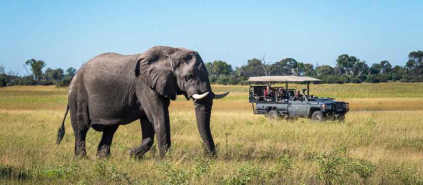 Guests view a elephant on a game drive in Linyanti Reserve, Botswana