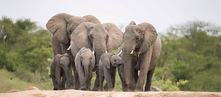 Elephant Family Walking Safari Background Jpg South Africa Kruger National Park