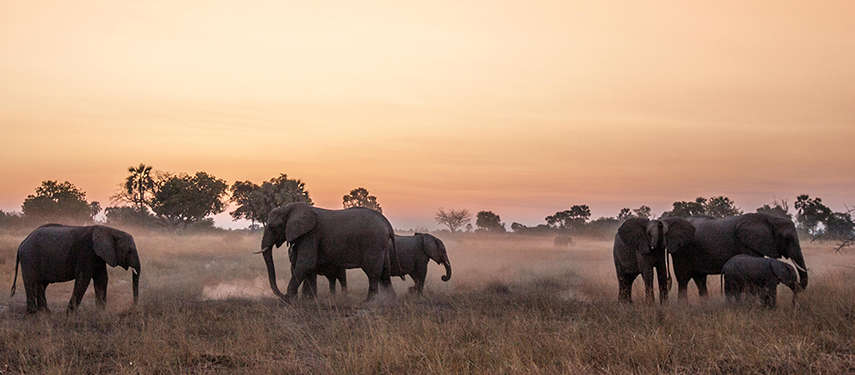Elephants at sunset in Moremi Game Reserve, Botswana