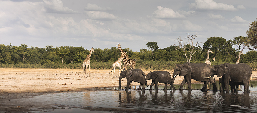 A herd of elephants drinks from a waterhole as giraffes stroll in the background.