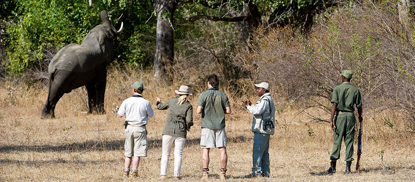 Guests and a guide watching an elephant while on a walking Zambia safari