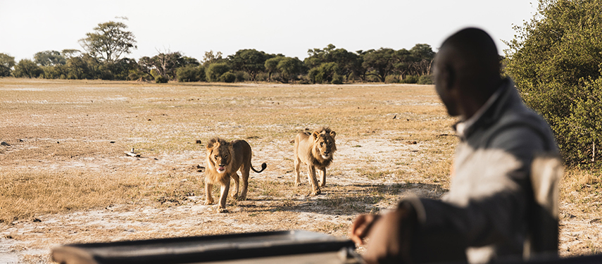 A guide in a safari vehicle watches as two lions approach across the dry plains.