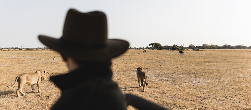 A guest in a wide-brimmed hat observes lions walking through the golden savannah.