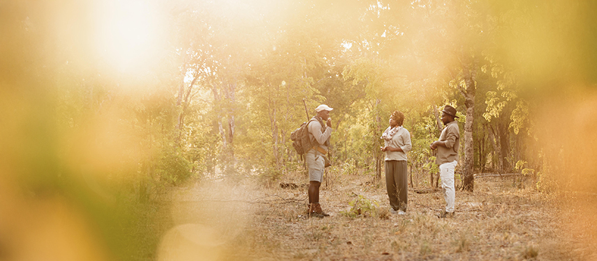 Guided walking safari through golden woodland near Davison’s Camp