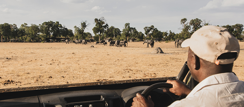 Guide driving a vehicle towards a large herd of elephants on the plains