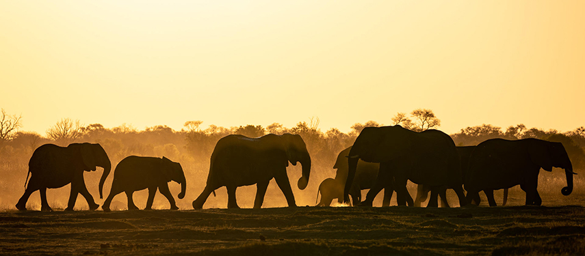 Silhouetted elephants walk in a line across the plains during a golden sunset.