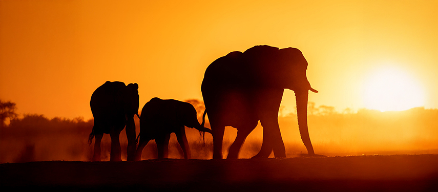 Silhouetted elephants walking at sunset in Hwange National Park