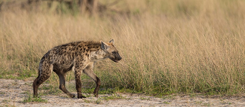 Hyena in Botswana's Okavango region