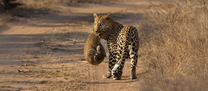 Leopard Carrying Cub Dirt Path Jpg South Africa Kruger National Park
