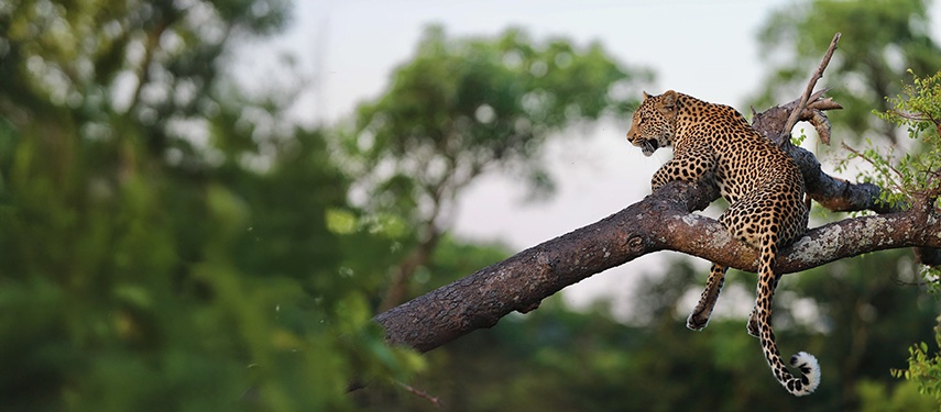 Leopard Resting Tree Branch Jungle Background Jpg South Africa Kruger National Park
