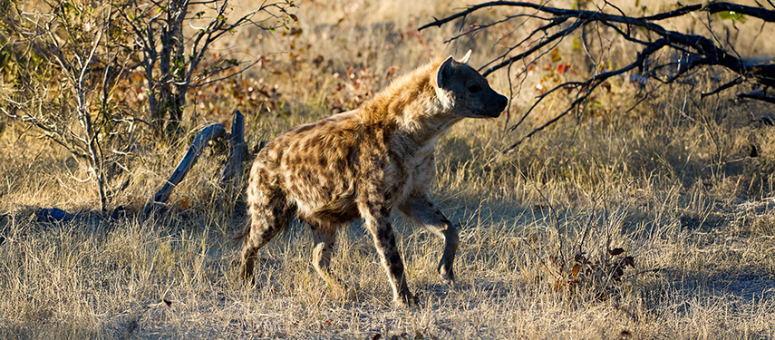 Hyena in Linyanti Reserve, Botswana