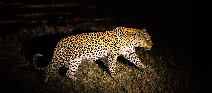 Leopard seen on a night game drive in Linyanti Reserve, Botswana