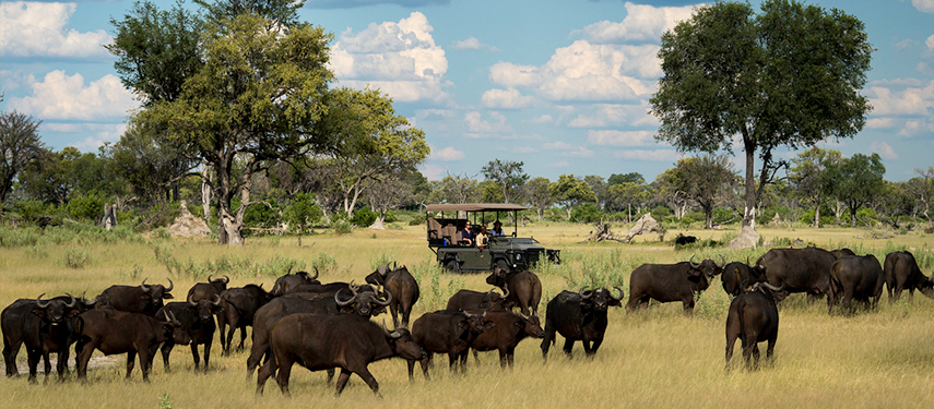 Game drive observing a herd of buffalo in Botswana