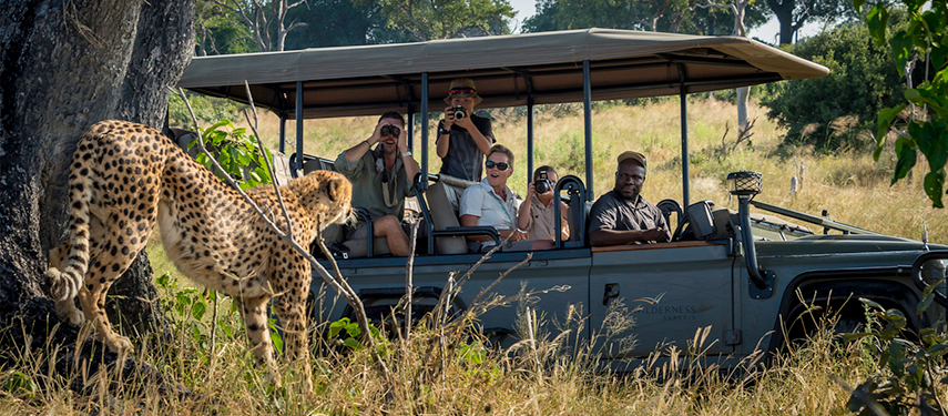 Game drive observing a cheetah in Botswana