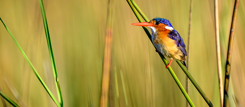 Colourful kingfisher in the tall grass of Botswana's Okavango region
