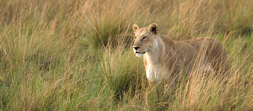 Female lion stands in the tall grass of Botswana's Okavango region