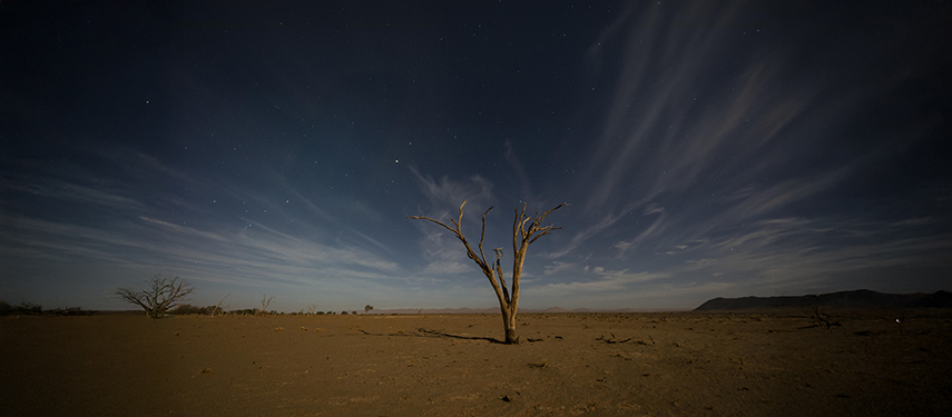 A dead tree stands in the Namibian desert at night