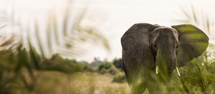 Large bull elephant in the Okavango Delta / Moremi Game Reserve