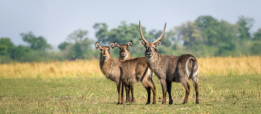 A group of waterbuck look at the camera on the grassy plains of Botswana’s Linyanti region