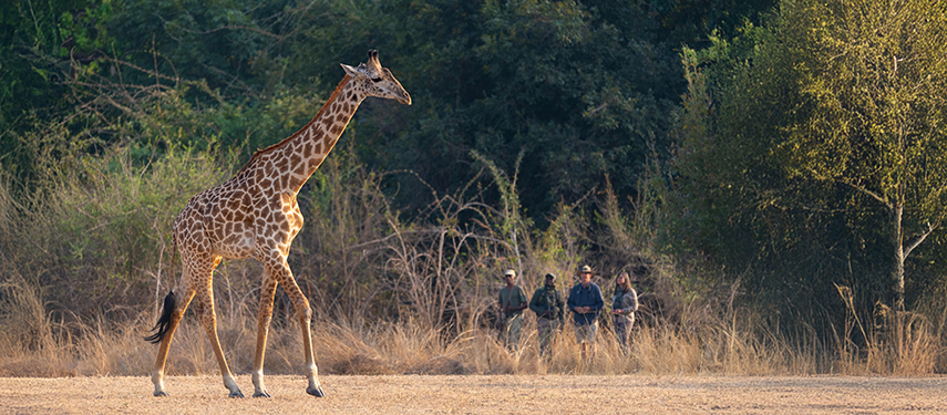 Walking safari watching a giraffe in Zambia