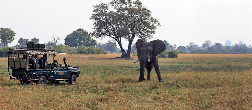 Game drive vehicle observing an elephant in the open plains of the Okavango Delta.