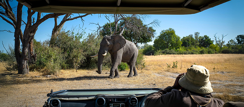Close encounter with an elephant during a game drive from Mbamba Camp.
