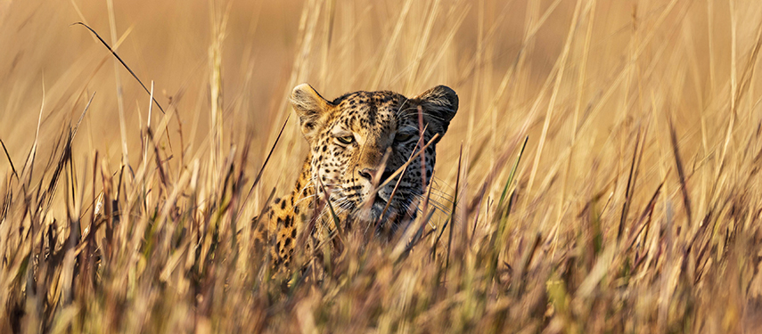 Leopard peering through tall golden grasses in the Okavango Delta.