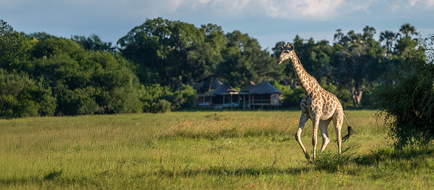 A giraffe walking past Little Mombo Camp, luxury safari camp in the Okavango Delta, Botswana