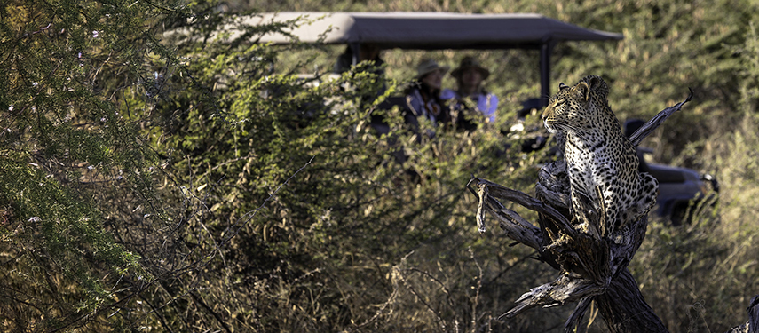 Guests watch a leopard on a game drive through Moremi Game Reserve Botswana