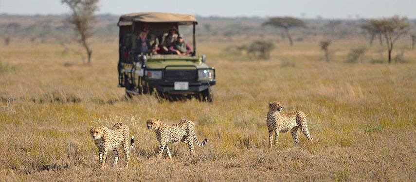 A game drive follows three cheetah as they hunt on the Serengeti plains