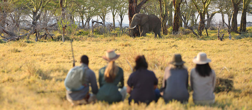 Tourists crouch to watch an elephant while on a walking safari in Tanzania